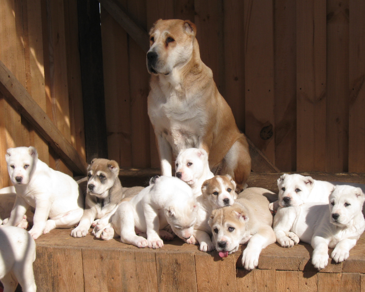 Алабай со своими щенками