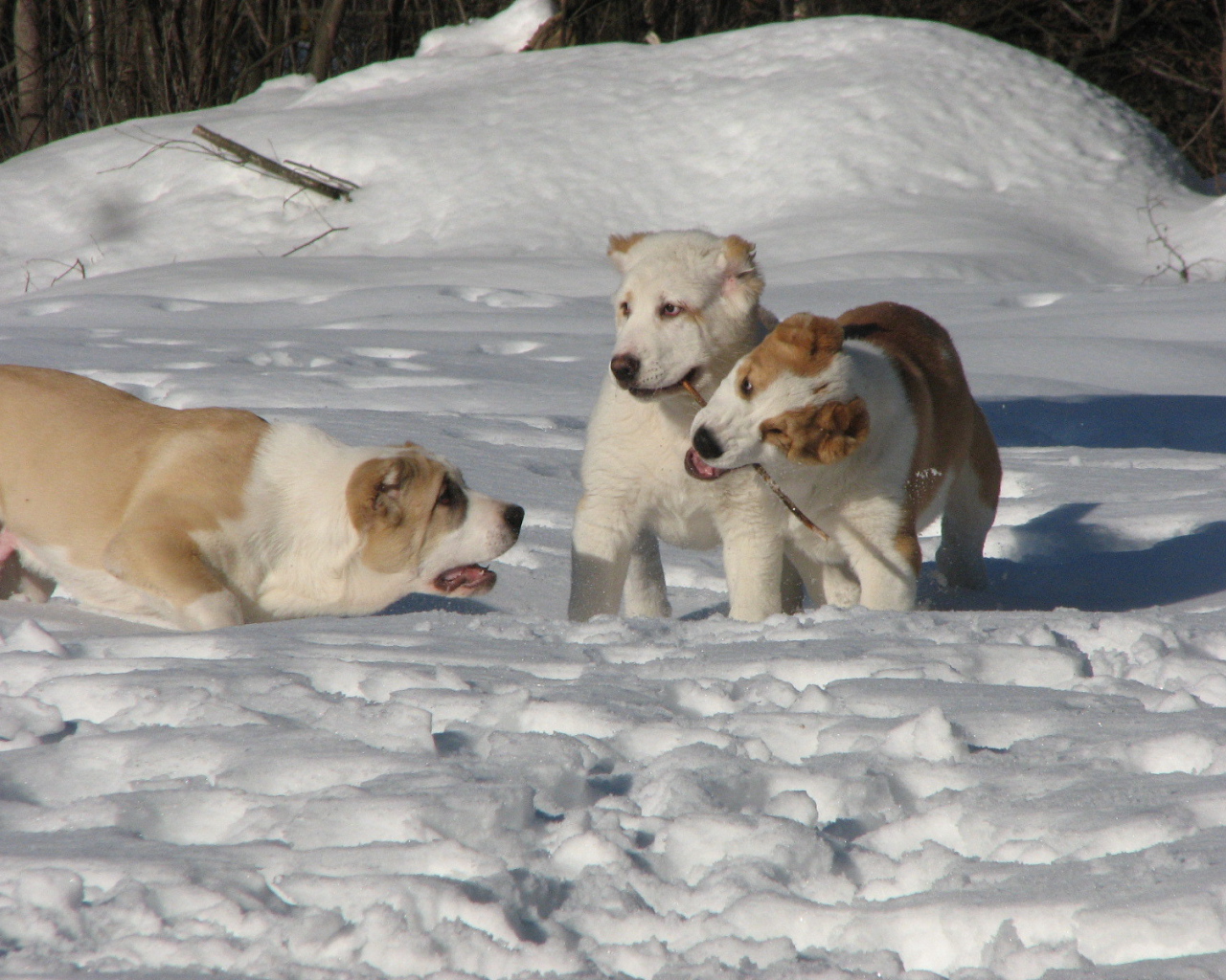 Алабаи играют в снегу