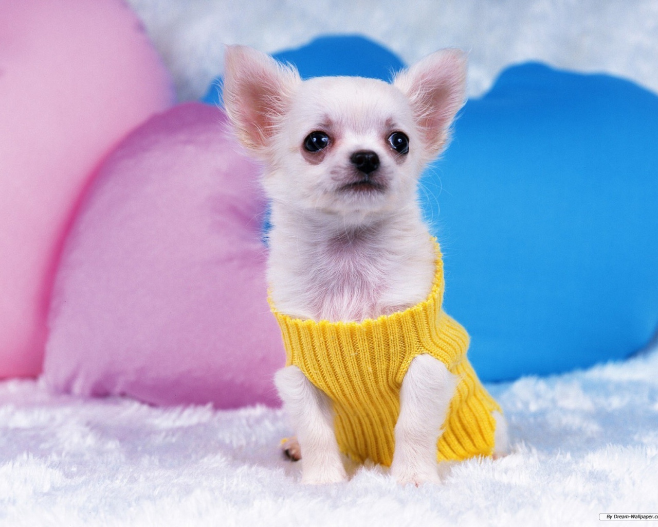 Восхитительная собака чихуахуа