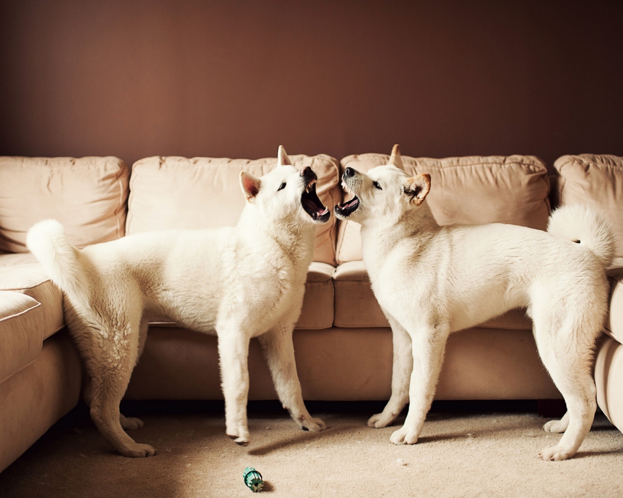 Американская акита