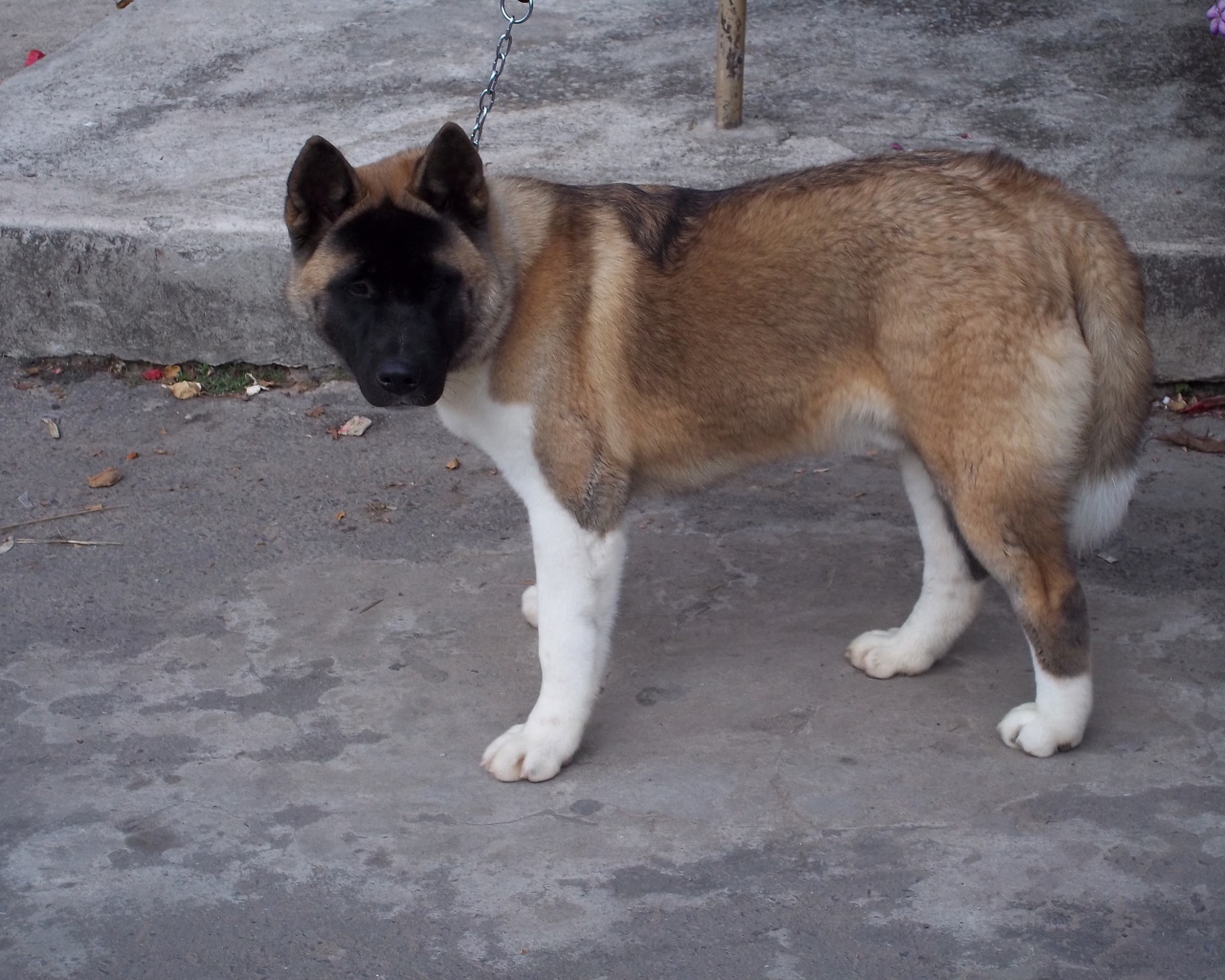 Порода собак американская акита