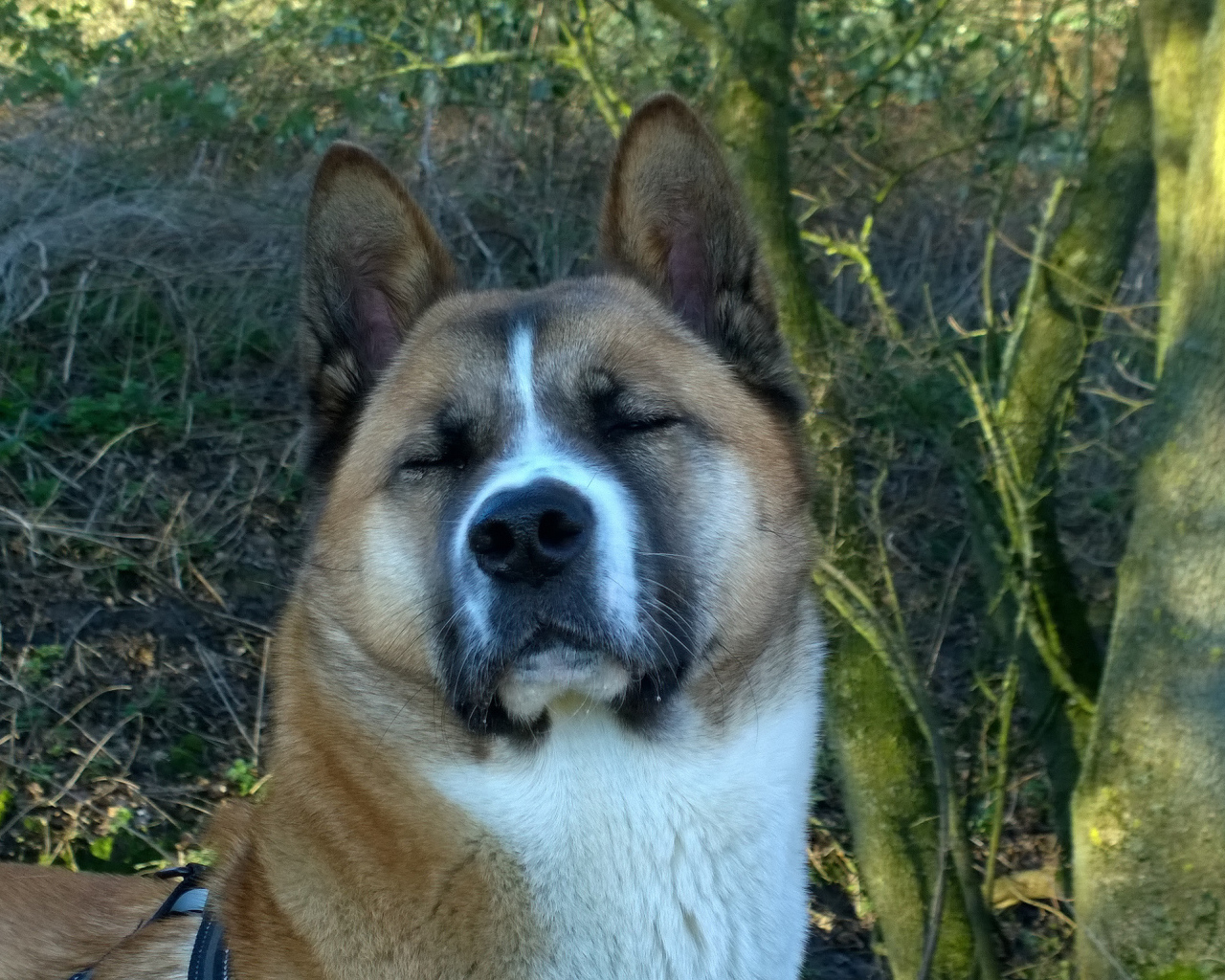 Американская акита прикрыла глаза