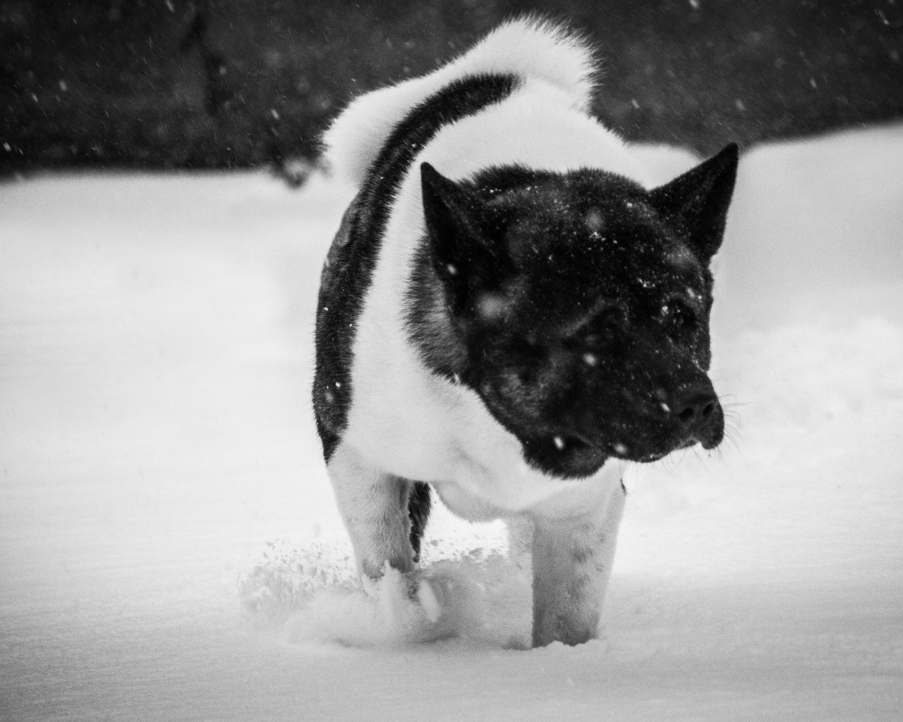 Американская акита в снегу