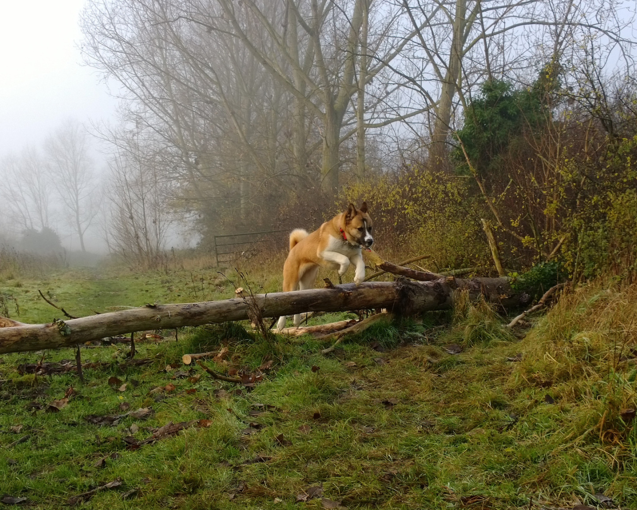Американская акита прыгает через препятствие