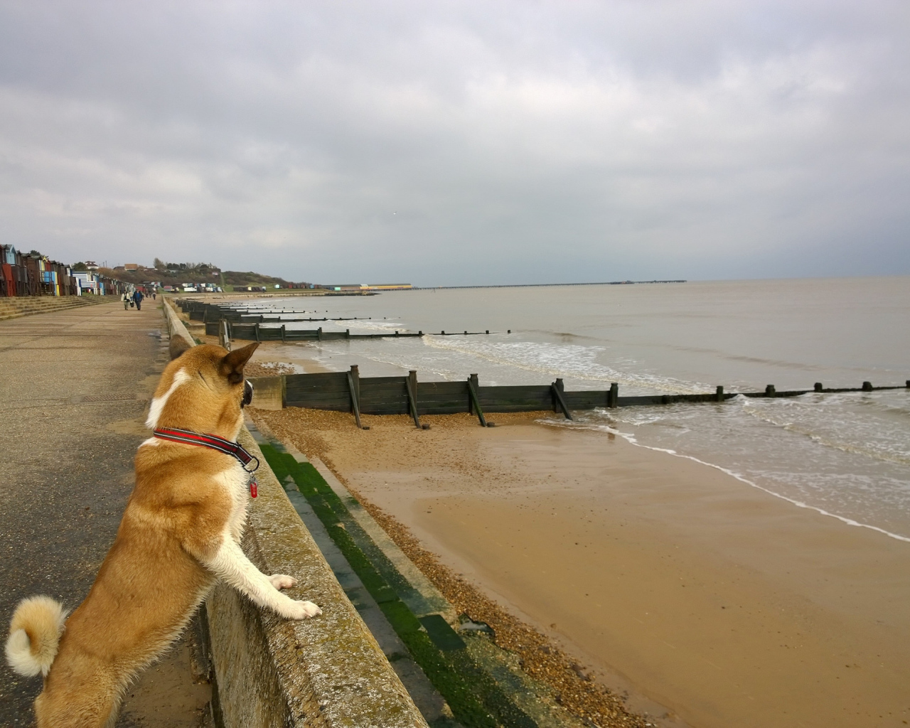 Американская акита на пляже