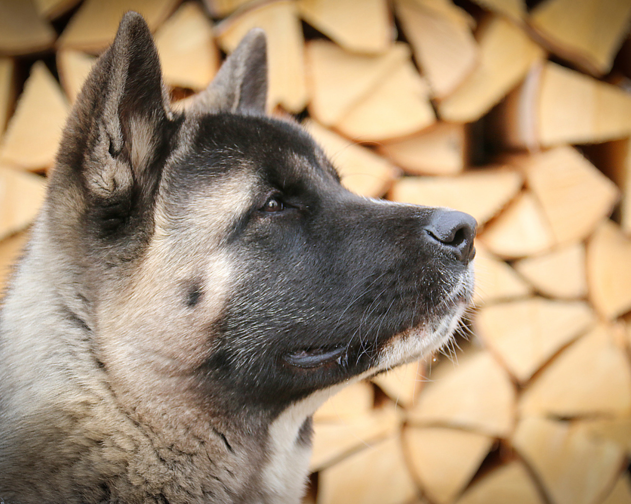 Американская акита на фоне дров