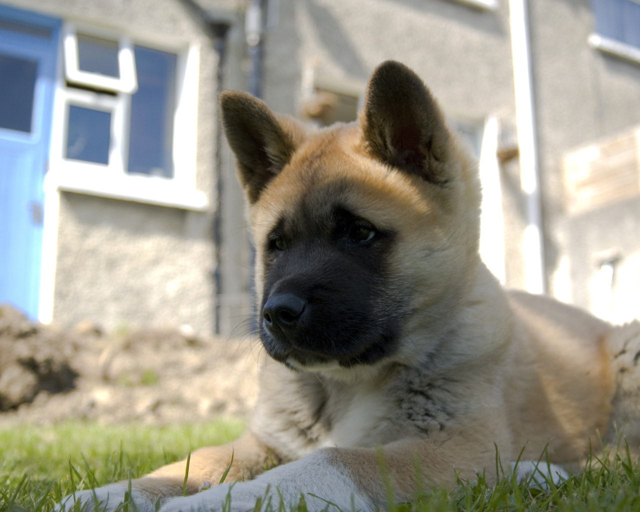 Щенок американской акиты