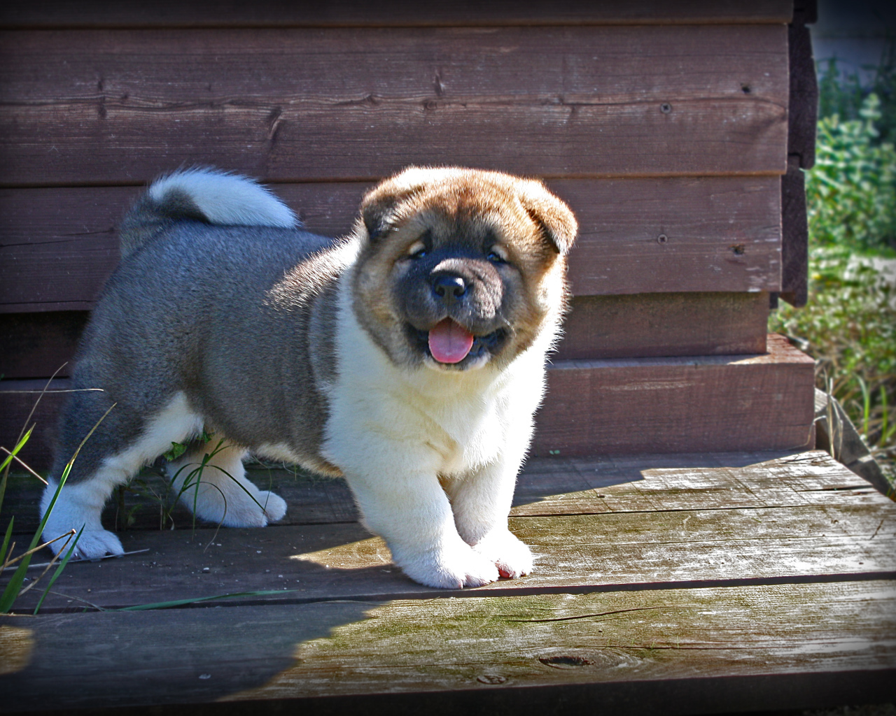 Американская акита показывает язык