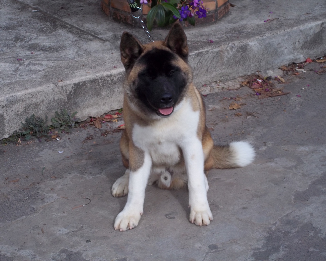 Американская акита сидит на цепи