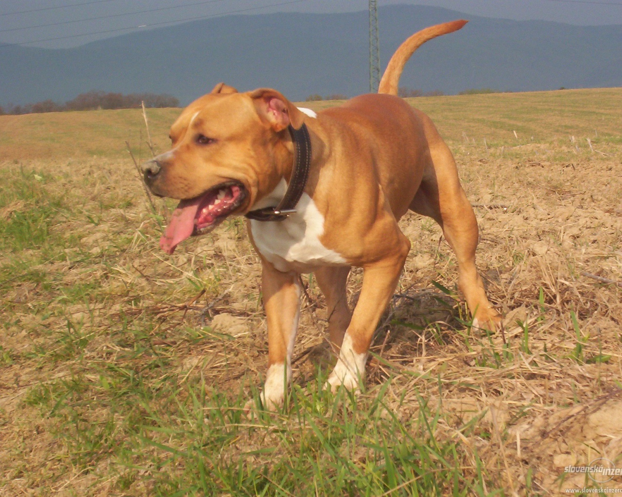 Американский стаффордширский терьер на прогулке