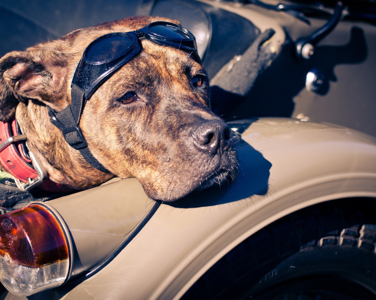 Американский стаффордширский терьер в мотоцикле