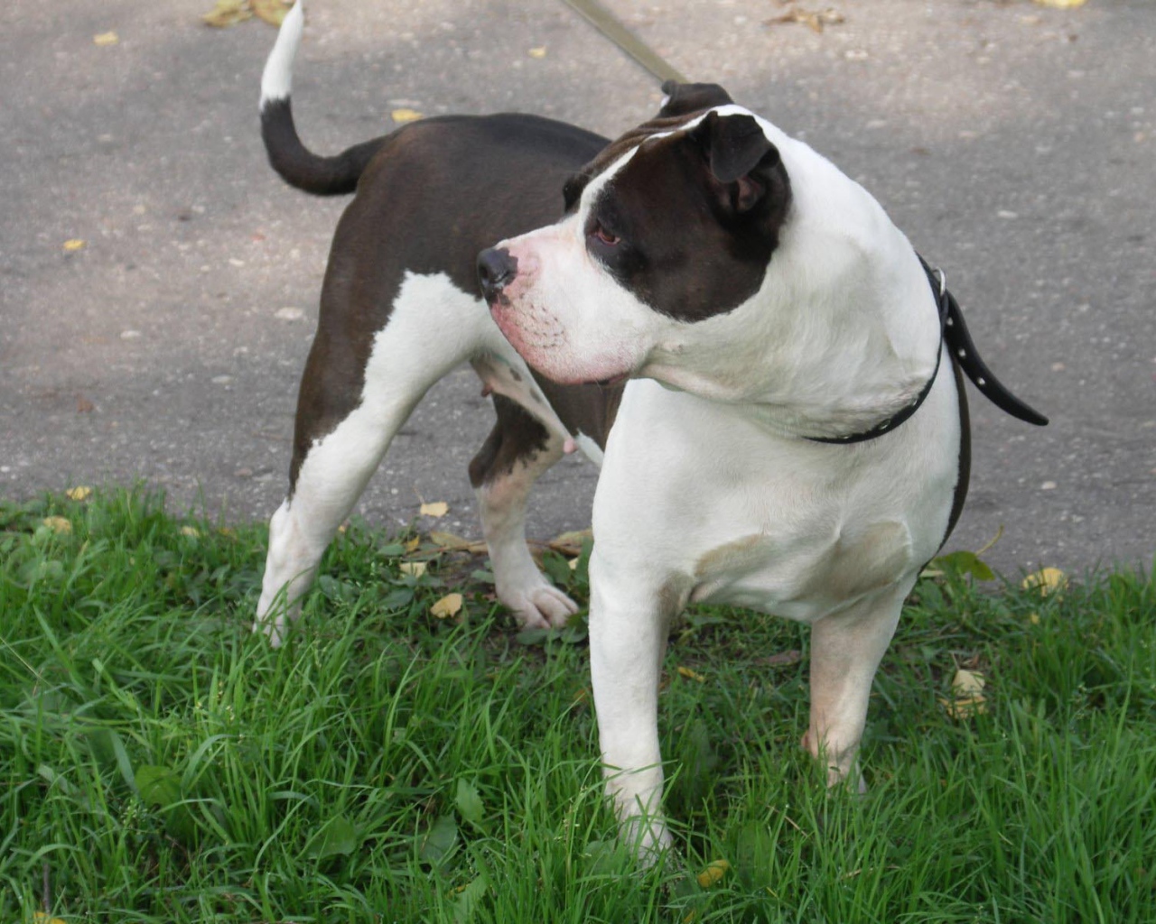 Американский стаффордширский терьер на поводке