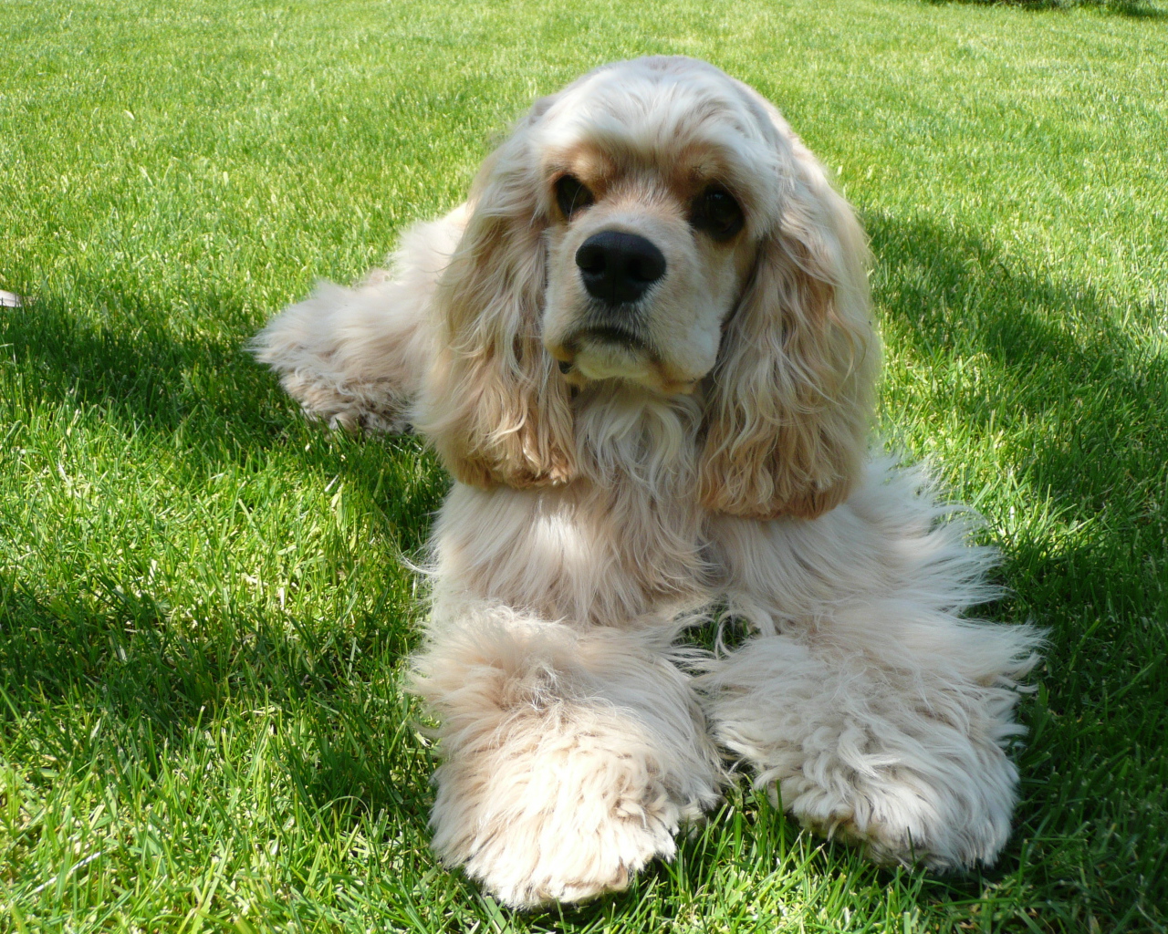 Американский кокер спаниель лежит на траве