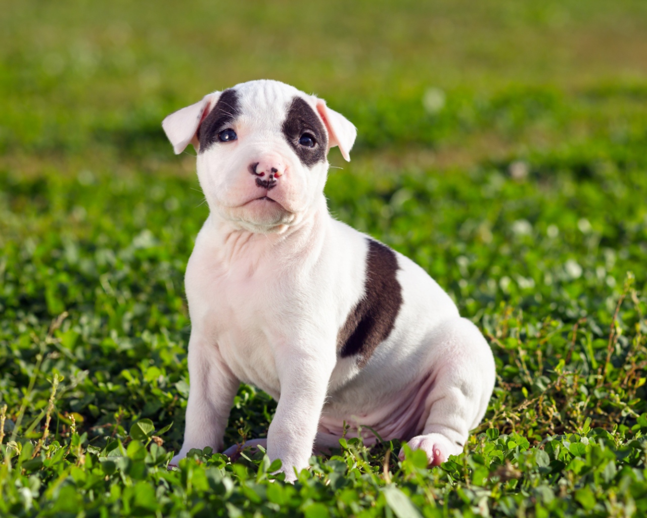 Щенок американского стаффордширского терьера
