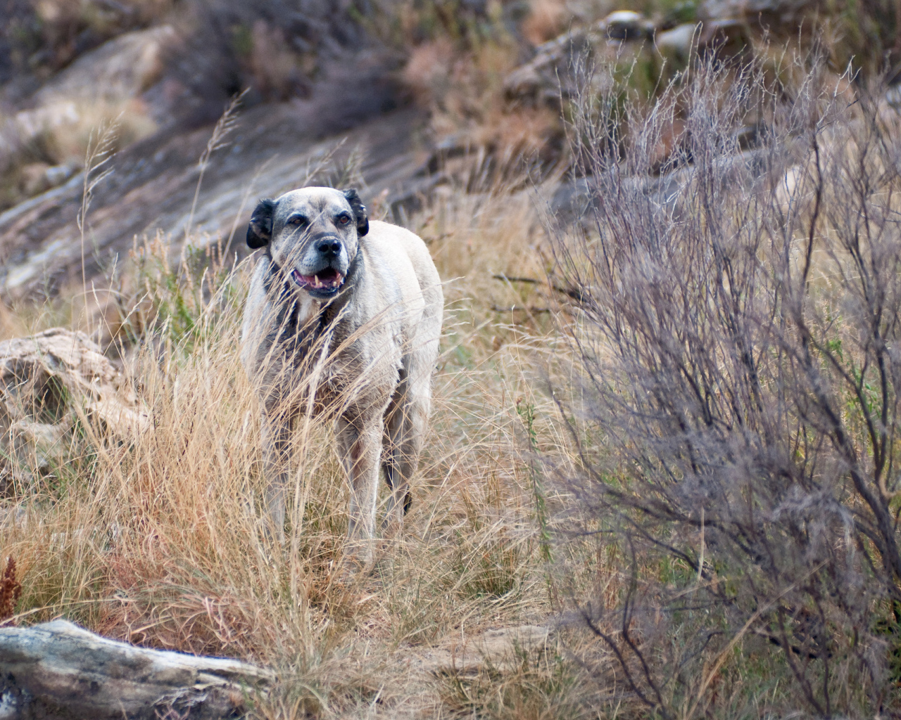 Злой пес чинук