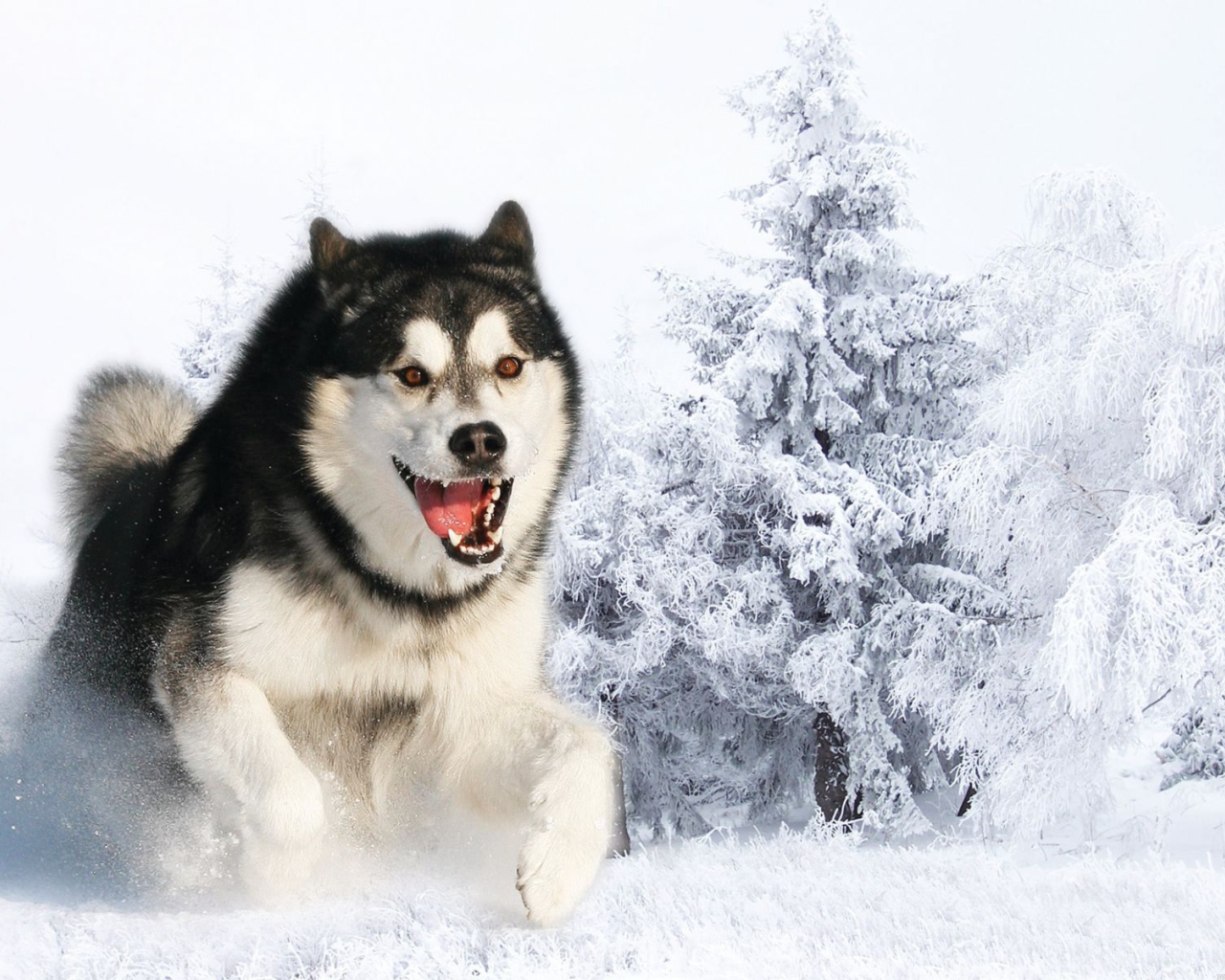 Злая собака лайка