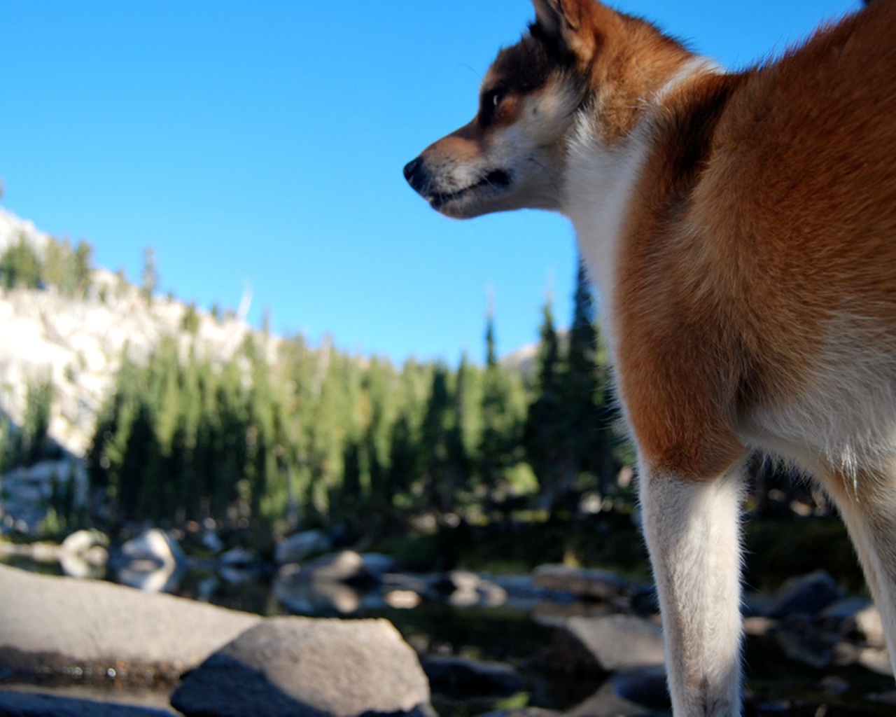 Рыжий норвежский лундехунд