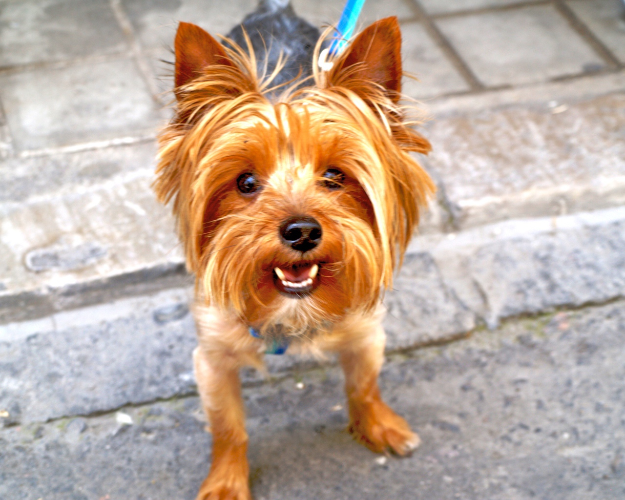 Рыжий йоркширский терьер