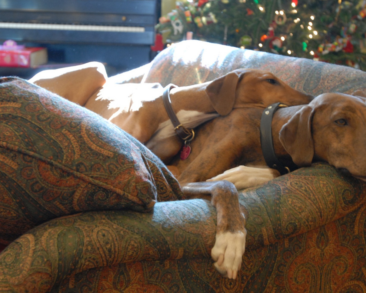 Собаки азавак на диване