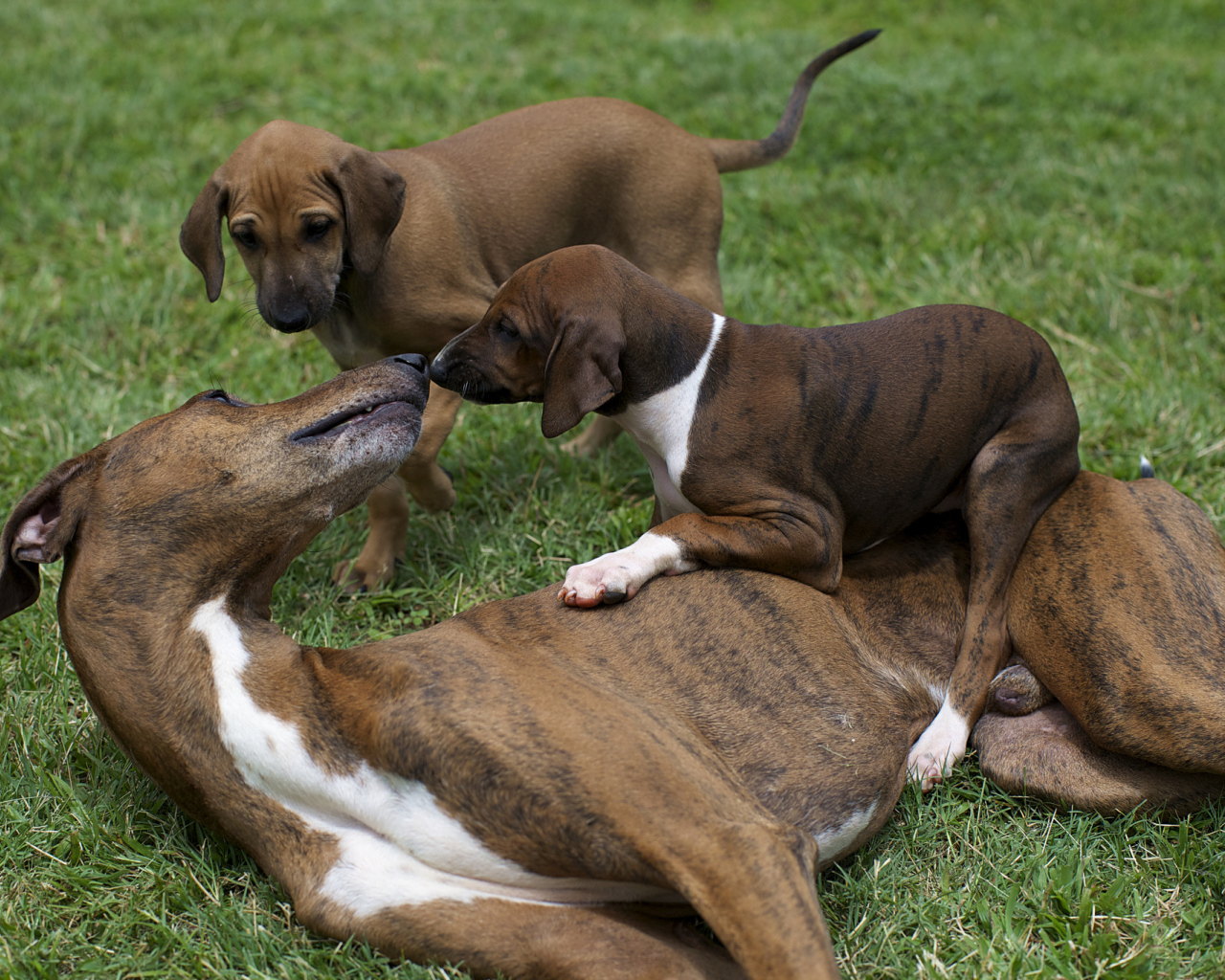 Мама азавак играет с щенками