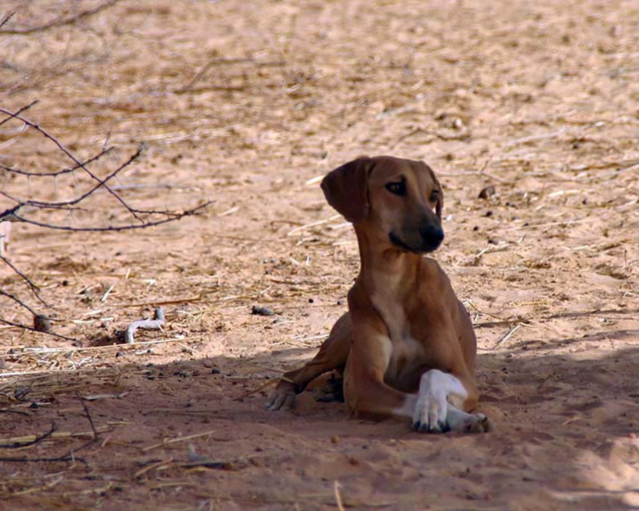 Азавак сидит в тени дерева