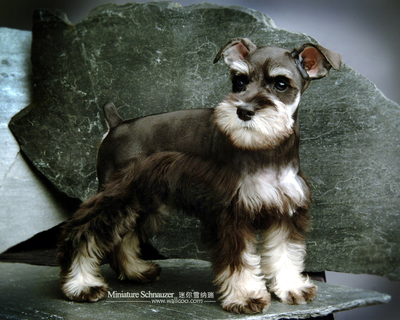 Малыш пес шнауцер