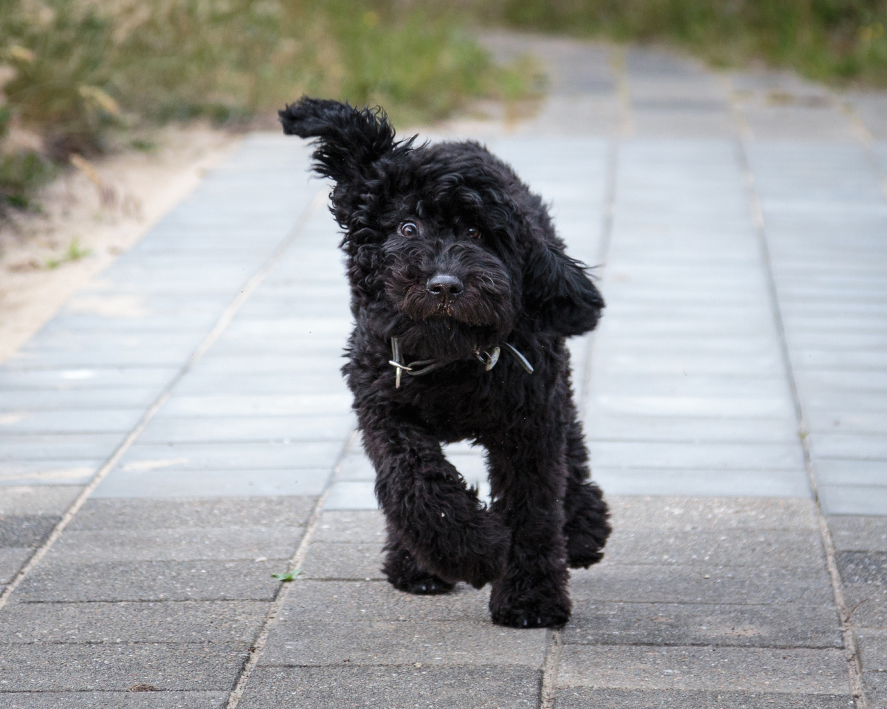 Собака барбет бежит по тротуару