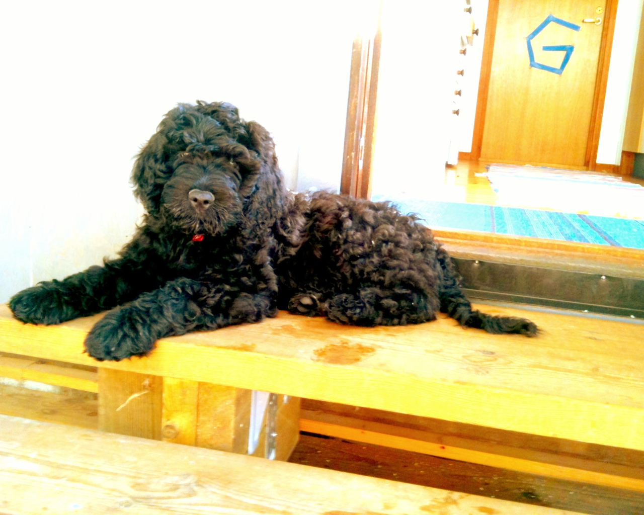 Барбет лежит на пороге