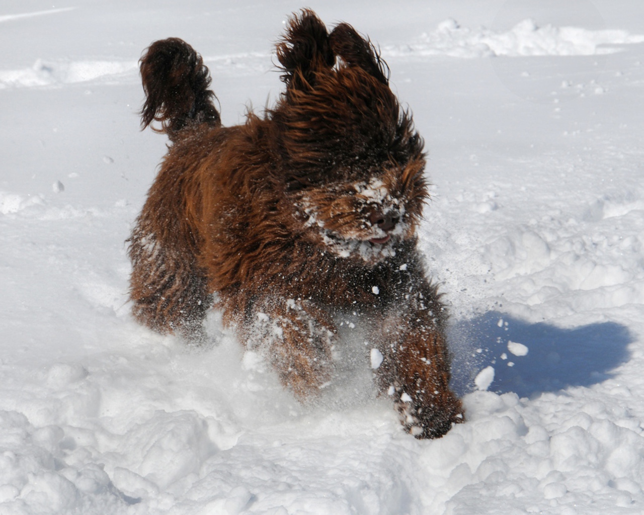 Барбет бежит по снегу