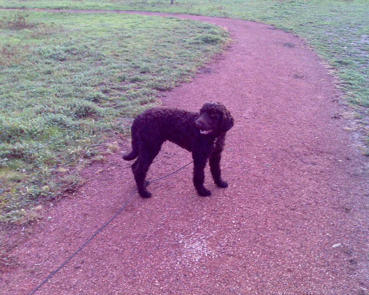 Барбет на дорожке