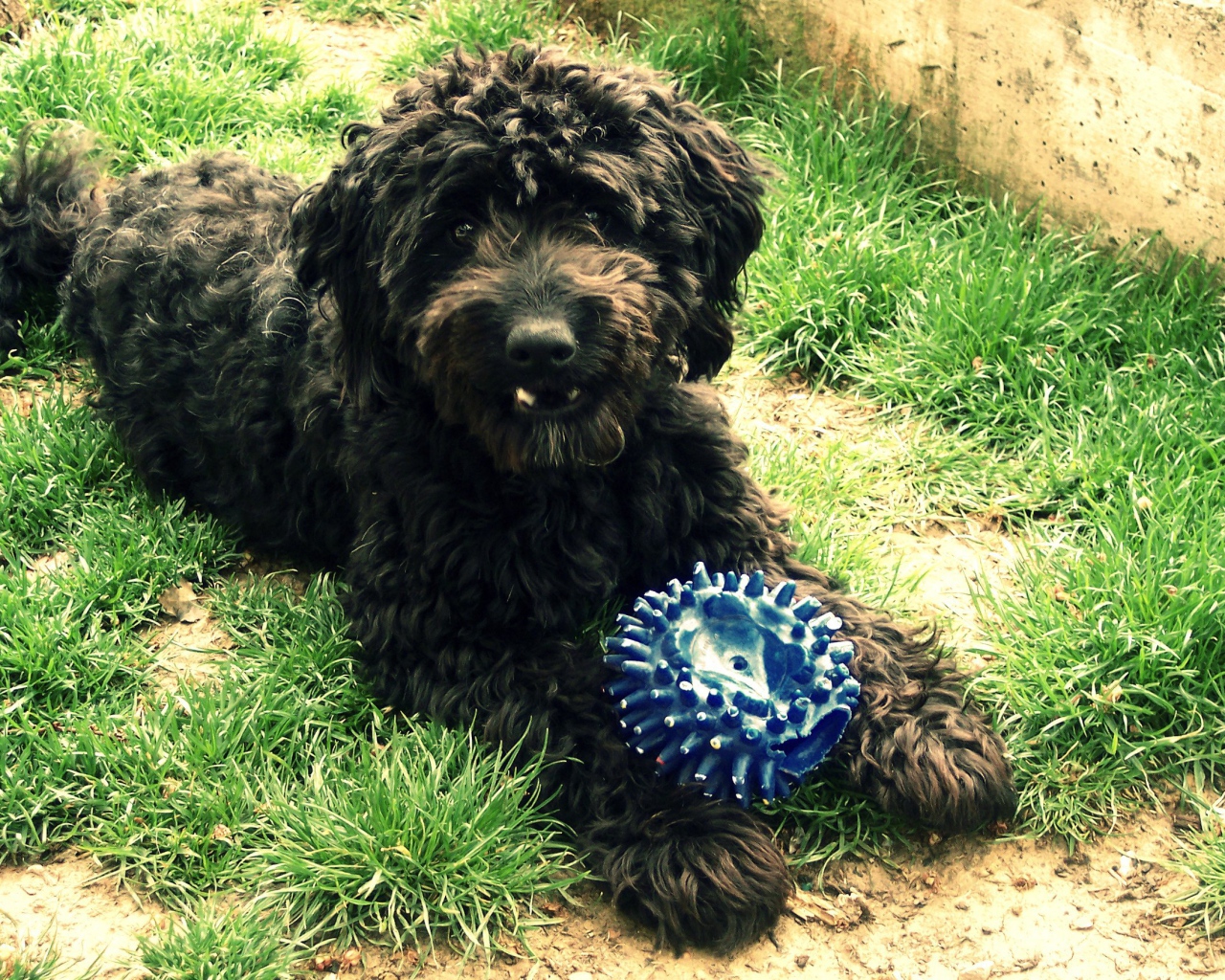 Барбет с игрушкой