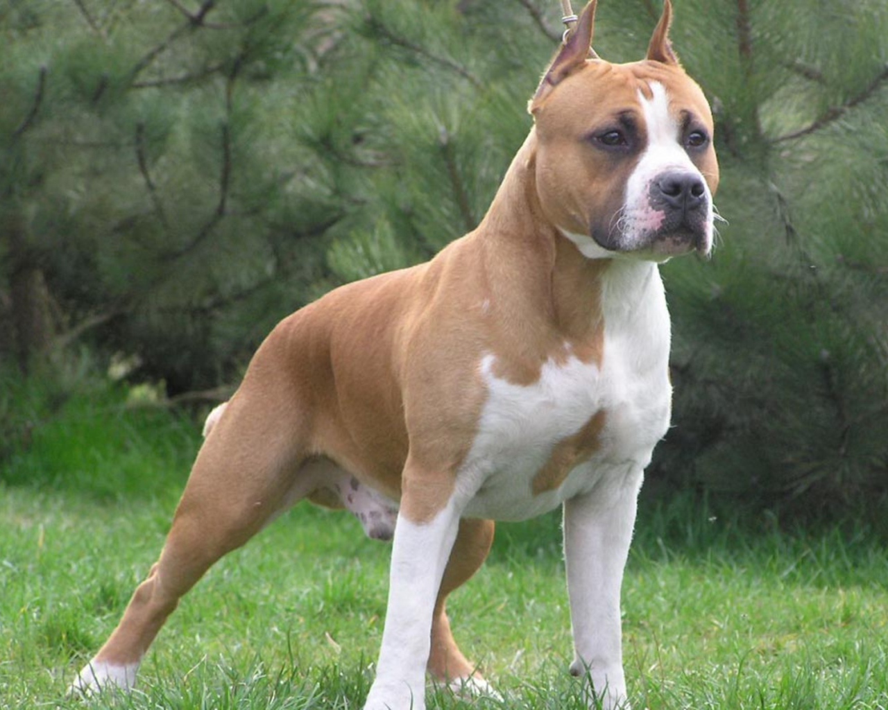 Боевая стойка американского стаффордширского терьера