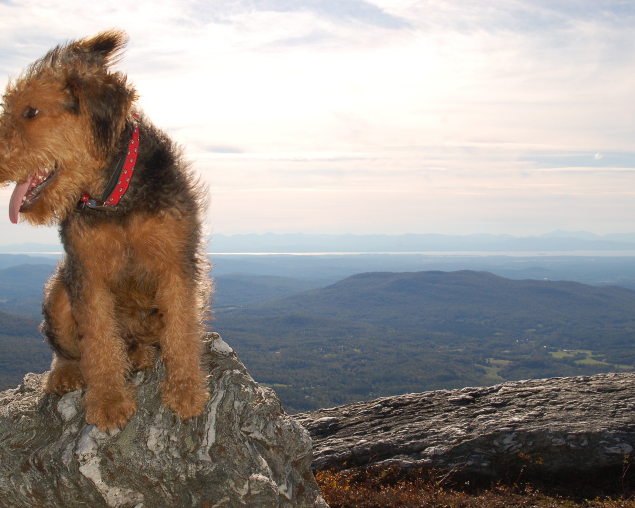 Красивый эрдельтерьер в горах