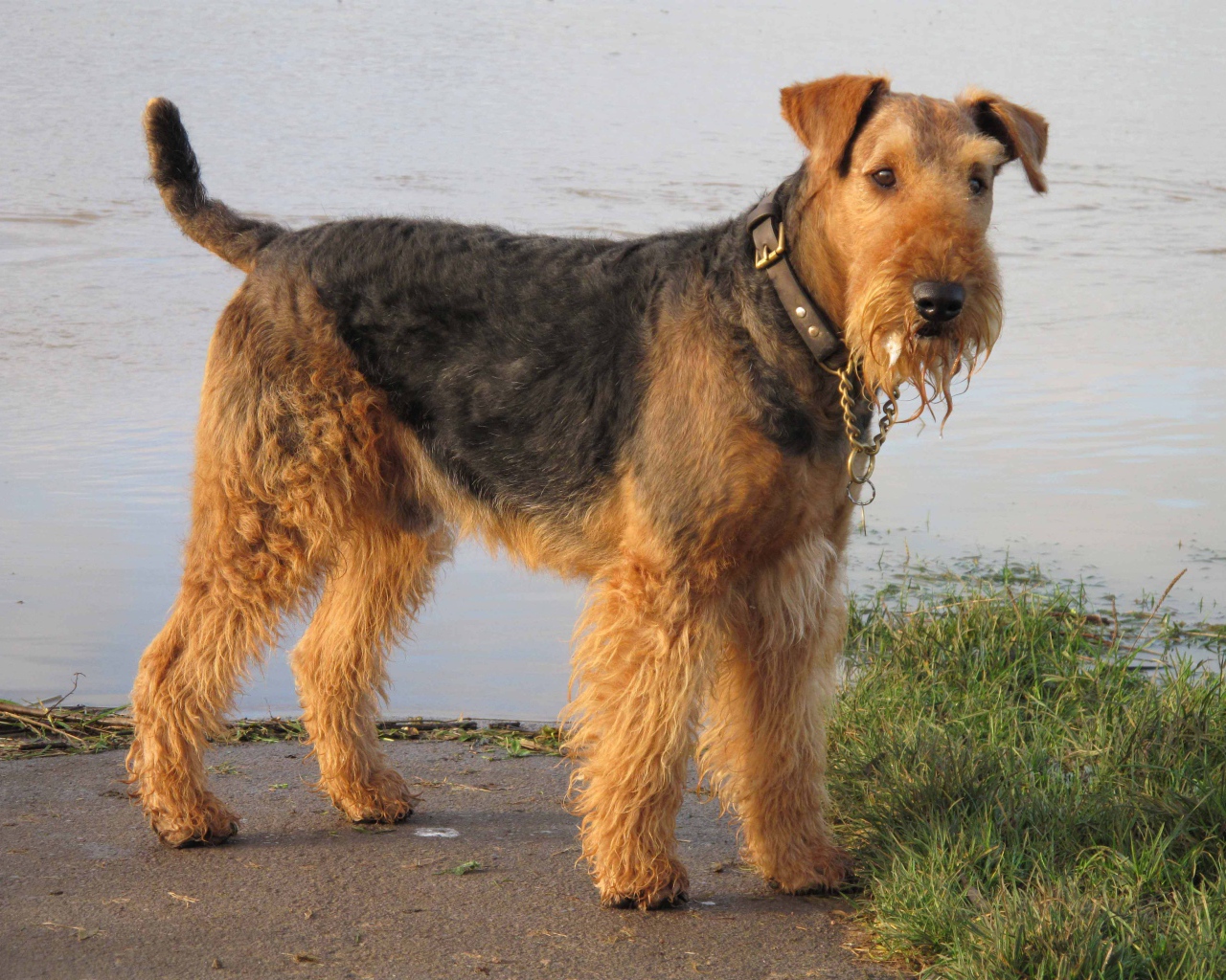 Красивый эрдельтерьер у воды