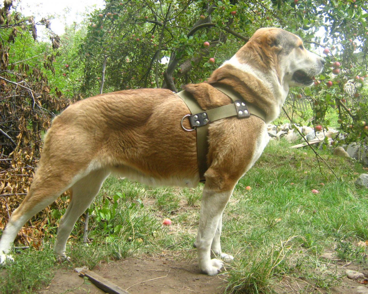 Красивая стойка алабая