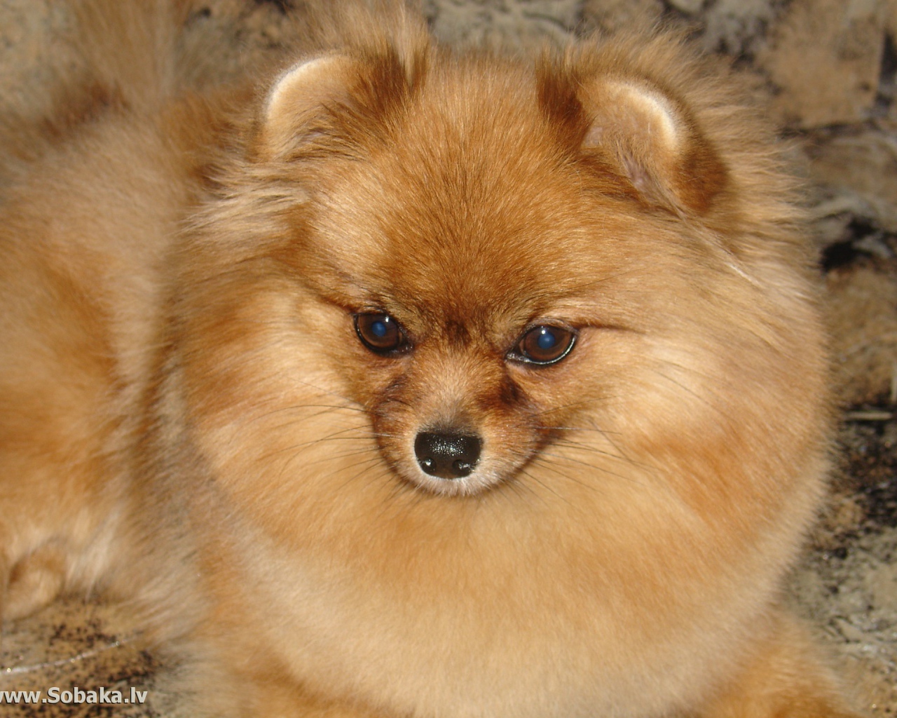 Красивый немецкий шпиц