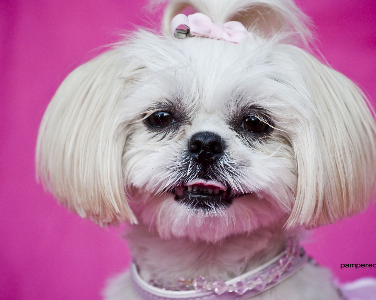 Красивая стрижка шитцу