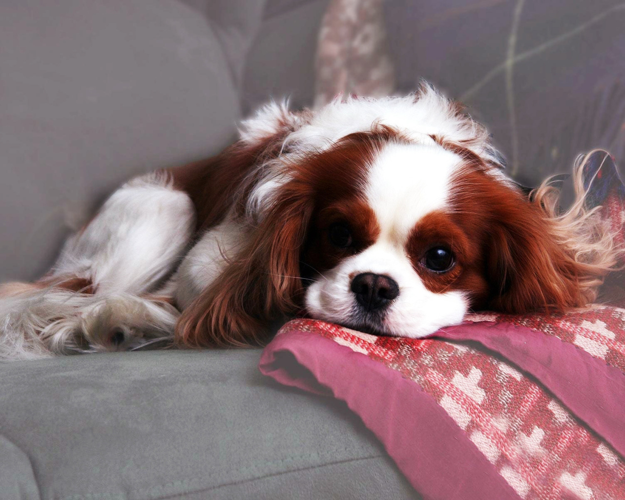 Красивый спаниель лежит