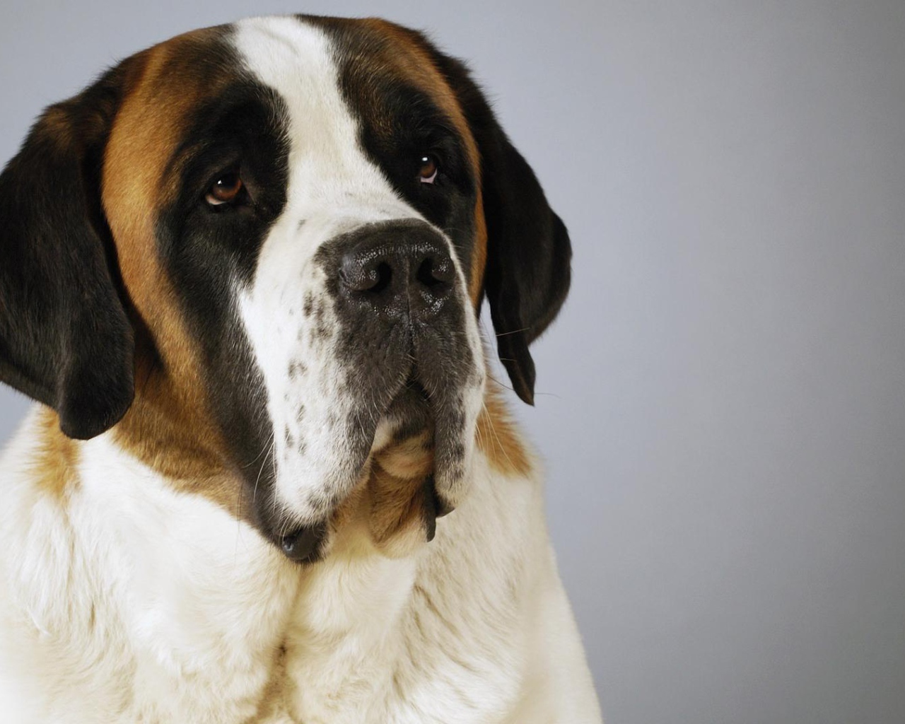 Красивый пес сенбернар