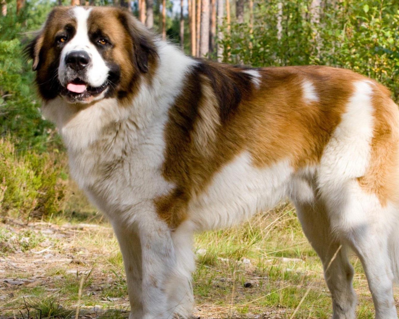 Красивый сенбернар в парке