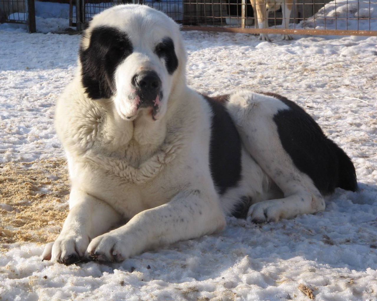 Красивый алабай в вольере