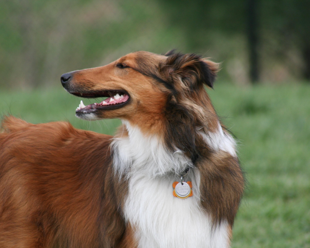 Красивый коричневый колли