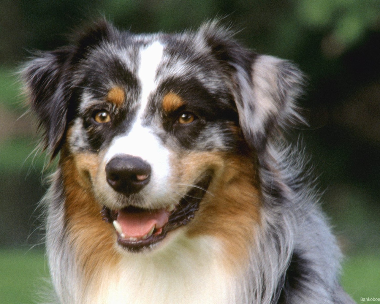 Красивый пес колли