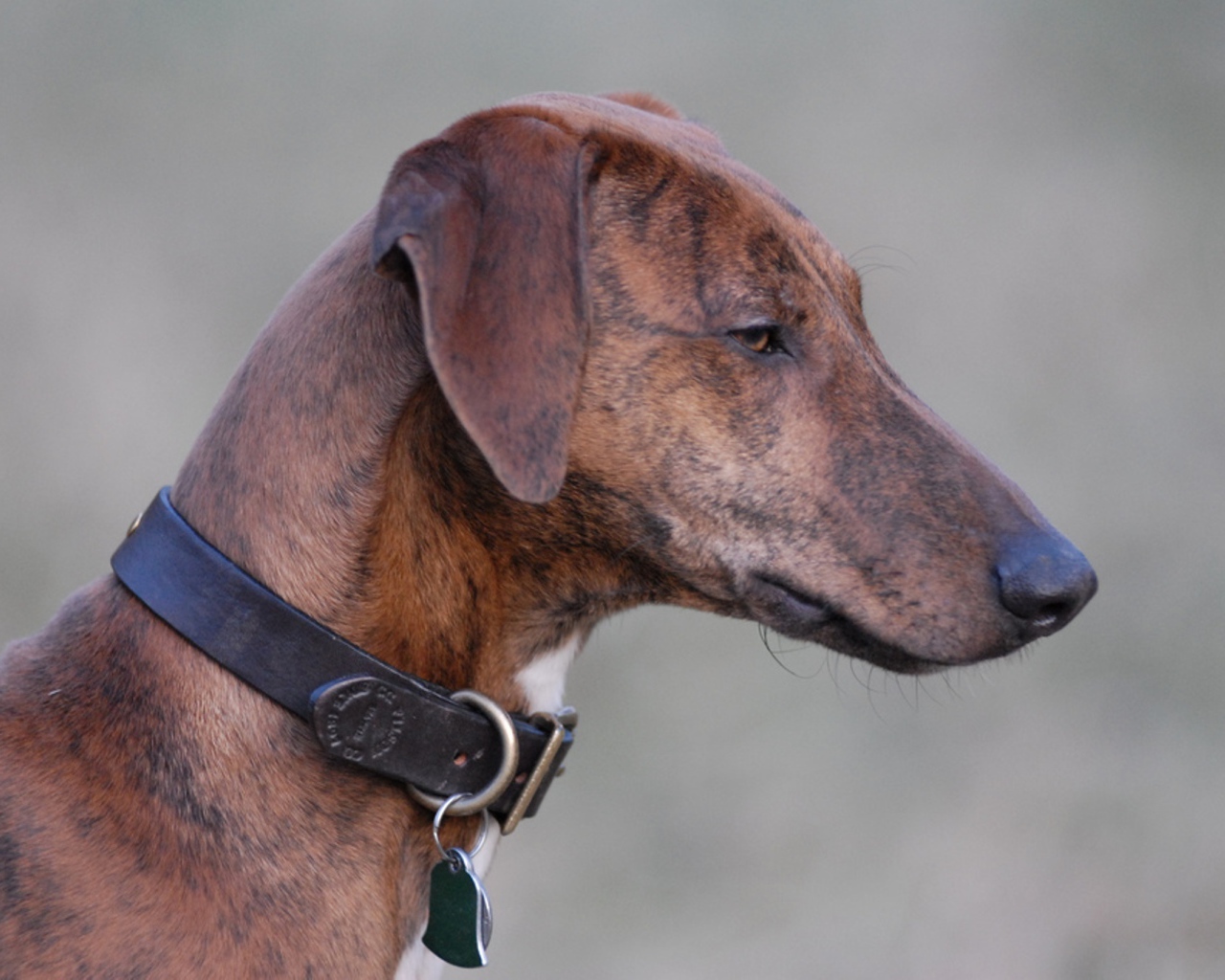 Красивая собака азавак