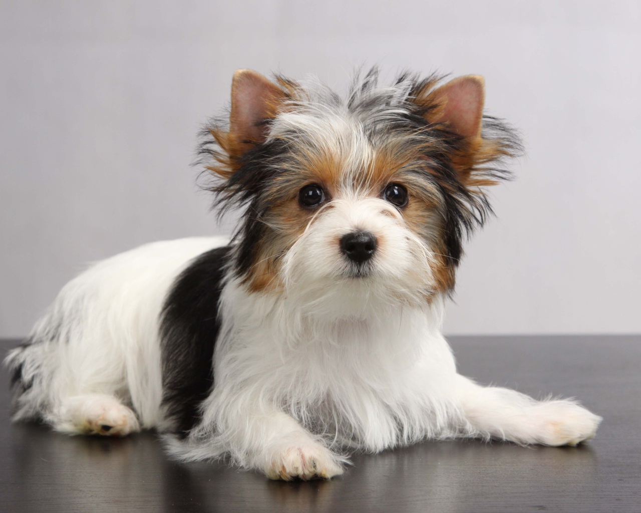 Красивая собачка бивер йорк