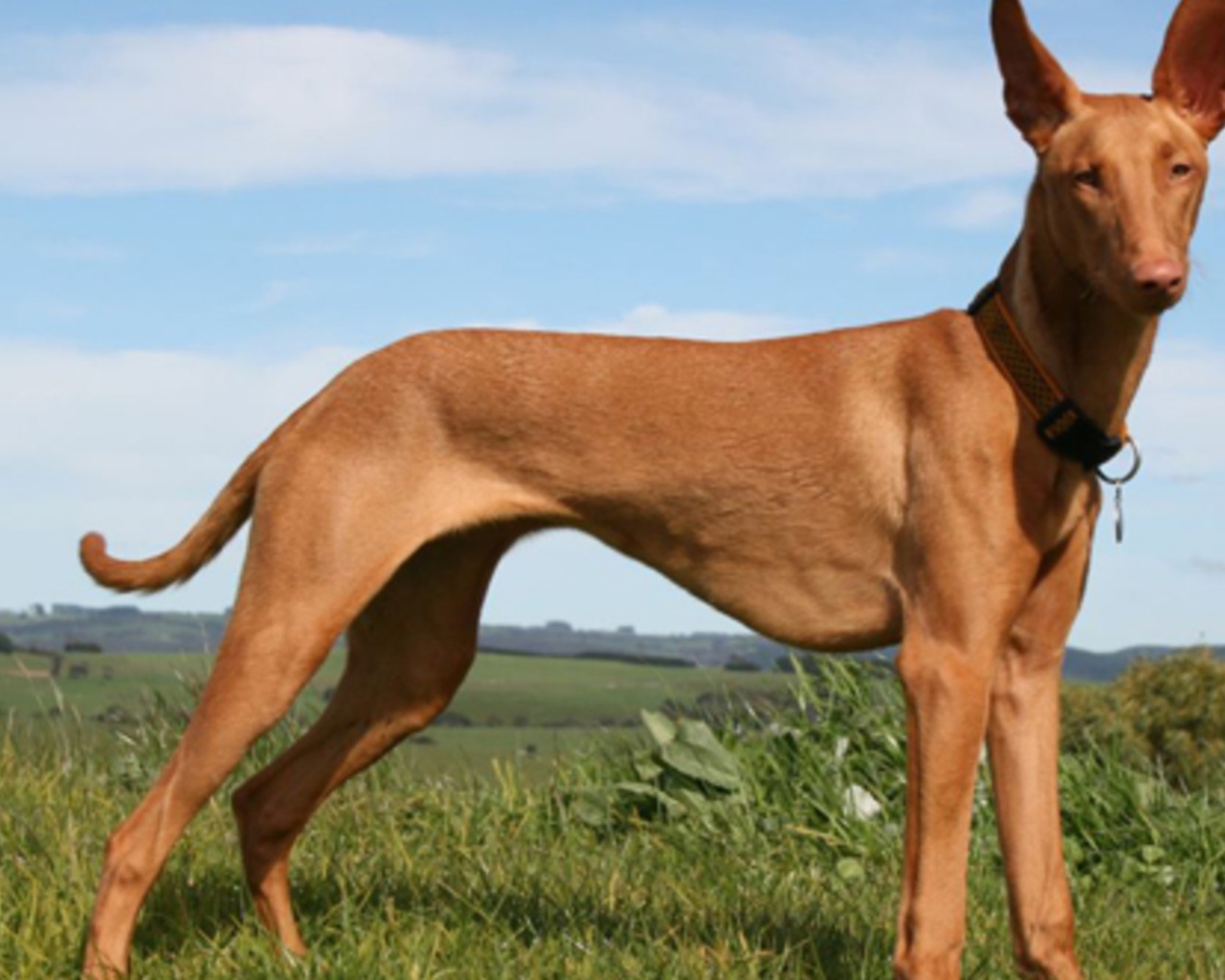 азавак африканская борзая. азавак левретка. гончая азавак. арабская борзая слугги. собака салюки дог.