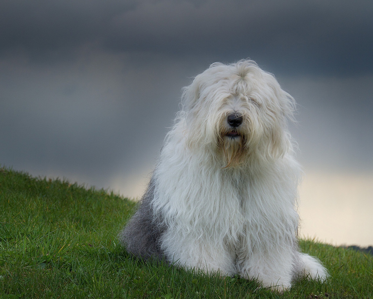 Красивый пес породы бобтейл