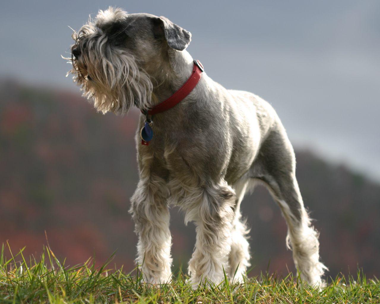 Красивый пес шнауцер