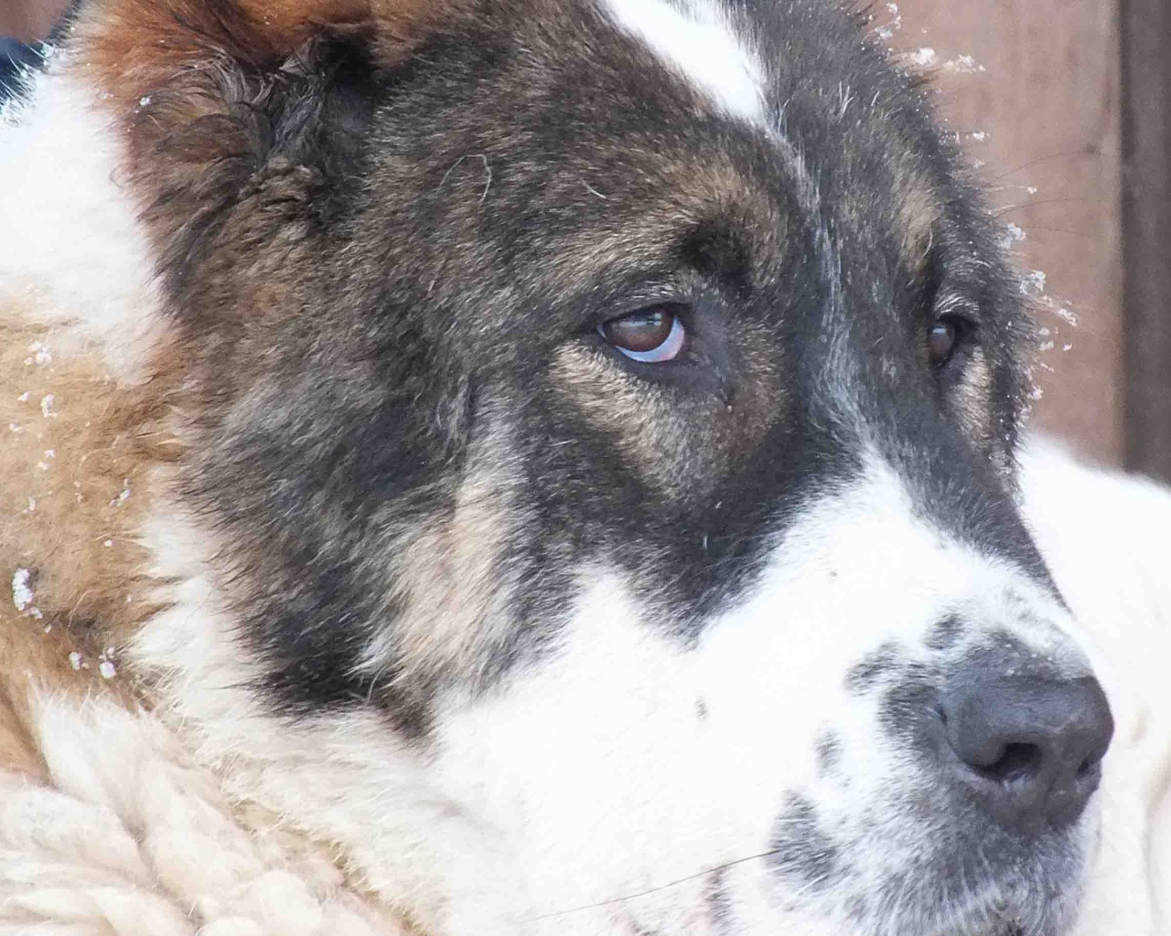 Красивые глаза алабая