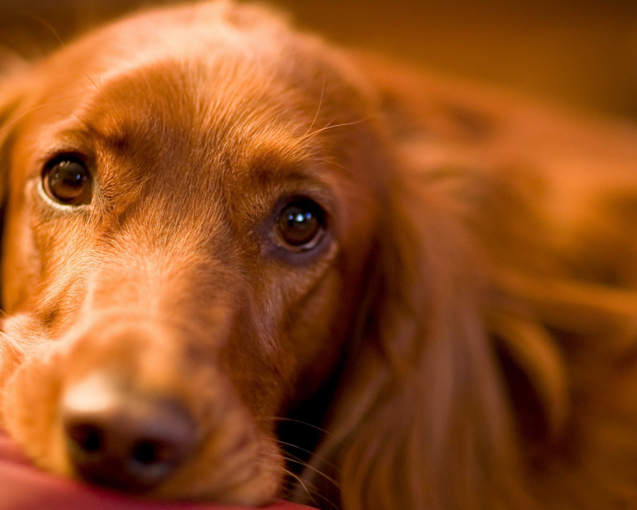 Красивые глаза спаниеля